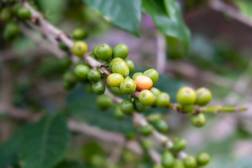 Green coffee beans on the branch.