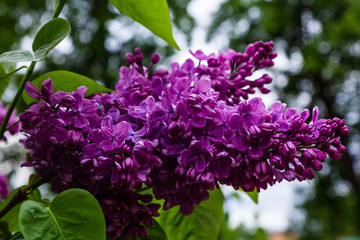 Blooming lilac (лат. Syringa) in the garden. Beautiful purple lilac flowers on natural background.