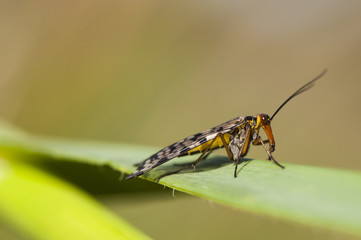 Panorpa meridionalis scorpionfly strange insect of intimidating appearance but totally harmless males have a stinger-like structure at the end of the abdomen