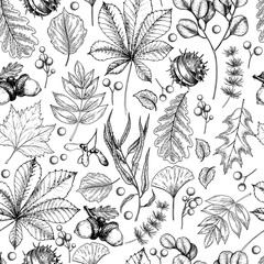 Hand drawn autumn leaf. Vector seamless pattern of tree leaves. Fall forest folliage. Maple, oak, chestnut, birch, acorn, ginkgo biloba, eucalyptus, willow, guelder rose, pine. Autumn in woods.