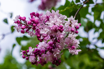 Blooming lilac (лат. Syringa) in the garden. Beautiful pink lilac flowers on natural background.