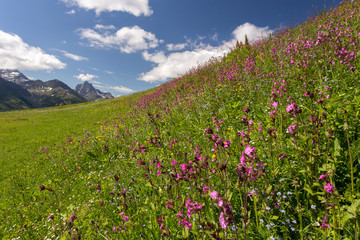 Panorama - Fleurs et sommets de montagne