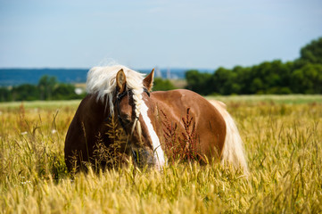 German shire horse in the field