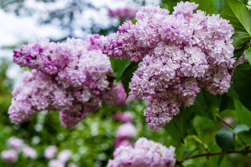 Blooming lilac (лат. Syringa) in the garden. Beautiful pink lilac flowers on natural background.