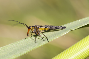 Panorpa meridionalis scorpionfly strange insect of intimidating appearance but totally harmless males have a stinger-like structure at the end of the abdomen