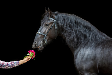 Frisian horse and pion flower