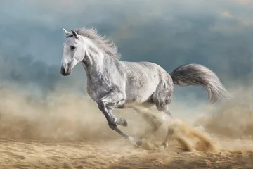 Fototapete Pferde Graues Pferd im Galopp auf sandigem Feld gegen dramatischen blauen Himmel