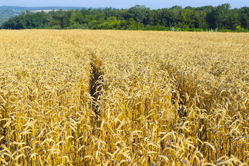 Golden wheat and rye field and sunny day. Spikelets are ready to harvest wheat or rye closeup,...