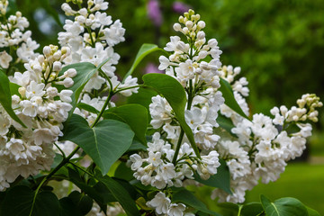 Blooming white lilac (лат. Syringa) in the garden. Beautiful white lilac flowers on natural background.