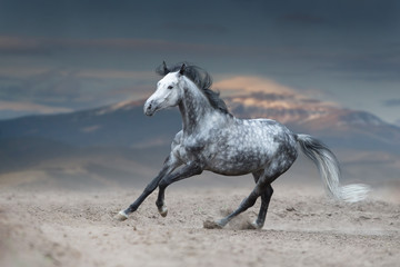 Grey horse galloping on sandy field against mountain view