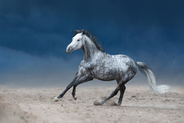 Grey horse galloping on sandy field against dramatic blue sky