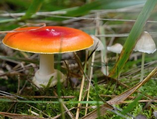Fly agaric, Amanita muscaria, in its natural environment