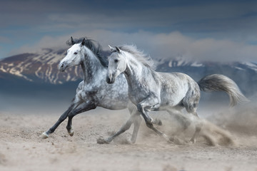 Obraz na płótnie Canvas Two grey horse galloping on sandy dust