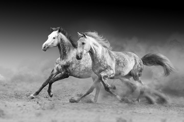Fototapeta na wymiar Two horse run gallop isolated on desert dust. Black and white