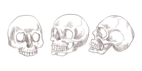 Set of sketch skulls. Collection of human skulls