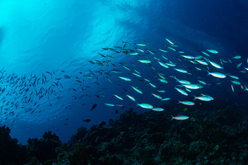 Fototapeta na wymiar A school of tropical fish swimming through the ocean