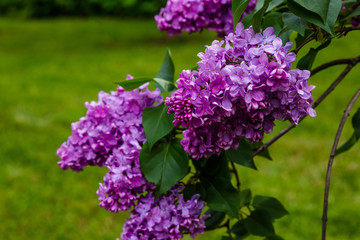 Blooming lilac (лат. Syringa) in the garden. Beautiful purple lilac flowers on natural background.