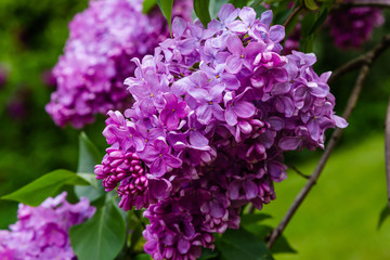 Blooming lilac (лат. Syringa) in the garden. Beautiful purple lilac flowers on natural background.