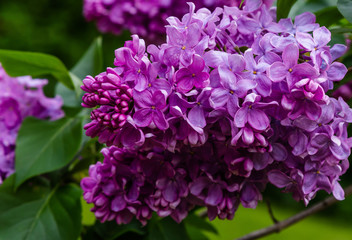 Blooming lilac (лат. Syringa) in the garden. Beautiful purple lilac flowers on natural background.