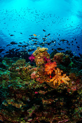 Fototapeta na wymiar Soft corals on the reef in Fiji