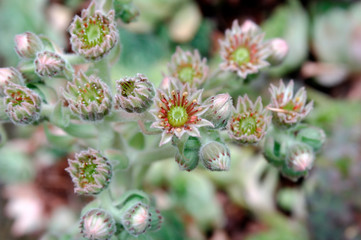 fiori