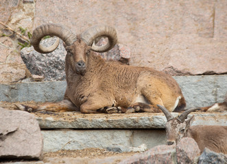 Mountain sheep.  It's a mountain sheep with steeply curved heavy horns forcing the beast to hold its head high.