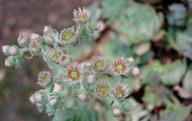 fiori