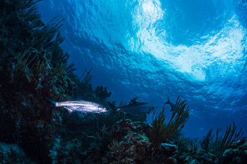 A tarpon swimming towards the surface 