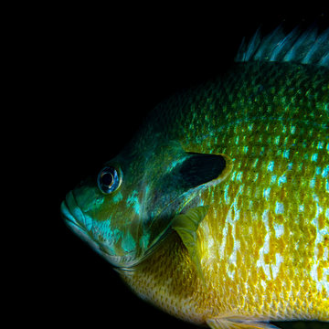 A Blue Gill Swimming In The Lake