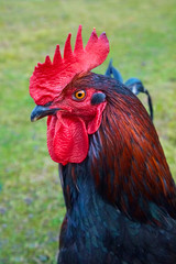 Beautiful imposing cock as close-up