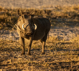 A single warthog looks at the photographer in Botswana