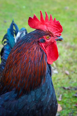 Beautiful imposing cock as close-up