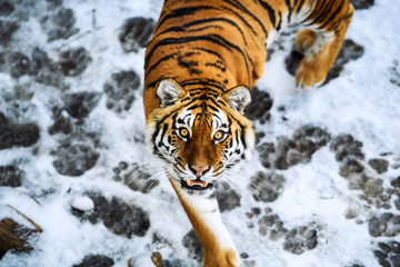Beautiful Amur tiger on snow. Tiger in winter forest