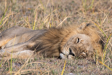 Male lions resting Okavango