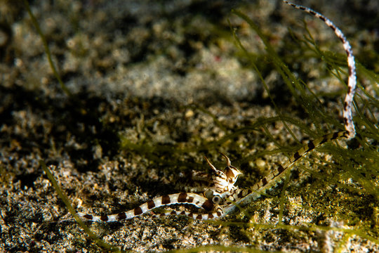 A mimic octopus crawling along the bottom