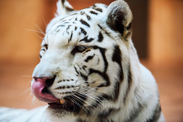 White Bengal tiger