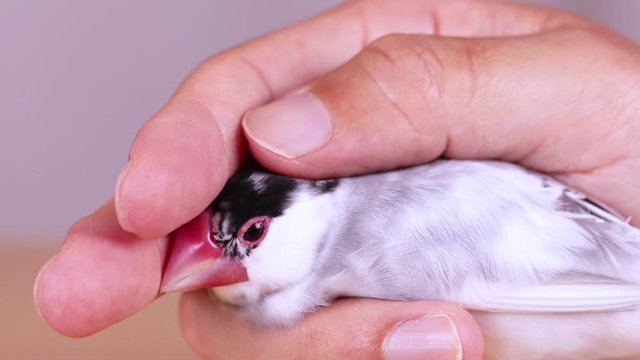 握られる手乗り文鳥