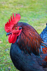 Beautiful imposing cock as close-up