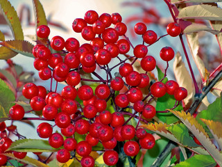 Berries of mountain ash on the bush. Tundra berries.