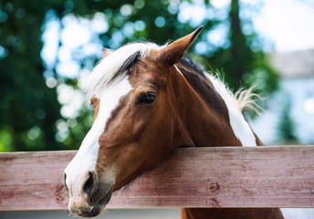 horse