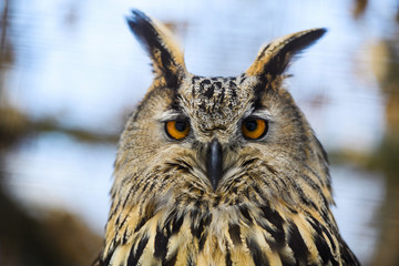 owl portrait