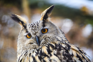 owl portrait