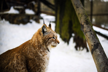 lynx portrait