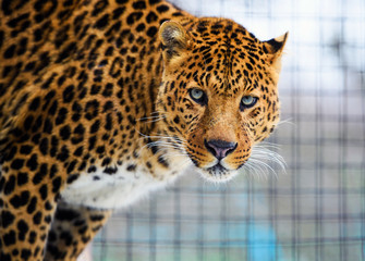leopard portrait