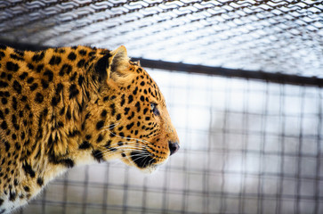 leopard portrait