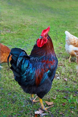 Beautiful imposing cock as close-up