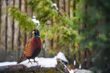 Birds - Common Pheasant (Phasianus colchicus)