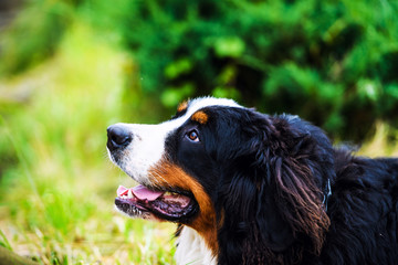 Happy Dog playing outside smiles