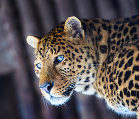 leopard portrait