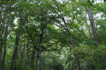 Fototapeta premium 戸隠の森